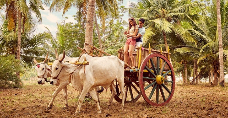 Bullock Car Ride